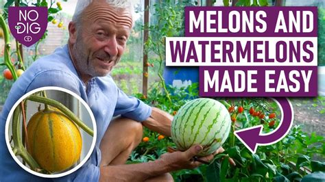 memons tube|Melons